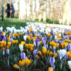 Crocus 'Mixed Colours' -UK Garden Plants Sales 2024 crocus mixed 3 02ab09ca 596a 421d 88bc a524bc9e66aa