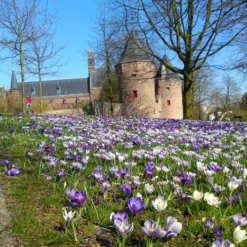 Crocus 'Mixed Colours' -UK Garden Plants Sales 2024 crocus mixed 4