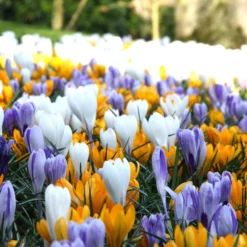 Crocus 'Mixed Colours' -UK Garden Plants Sales 2024 crocus mixed 4 f1e04e7d 8de5 4444 80fc 3a934873351b