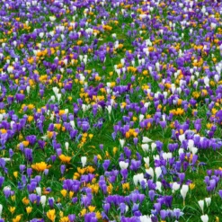 Crocus 'Mixed Colours' -UK Garden Plants Sales 2024 crocus mixed 5