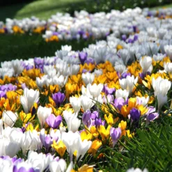 Crocus 'Mixed Colours' -UK Garden Plants Sales 2024 crocus mixed 6