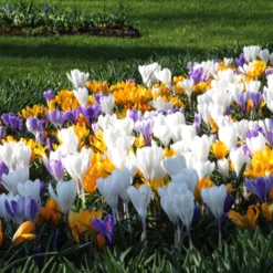 Crocus 'Mixed Colours' -UK Garden Plants Sales 2024 crocus mixed 7