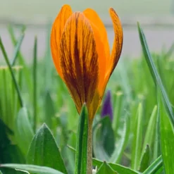 Crocus 'Orange Monarch' -UK Garden Plants Sales 2024 crocus orange monarch 0
