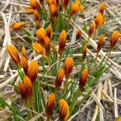 Crocus 'Orange Monarch' -UK Garden Plants Sales 2024 crocus orange monarch 1