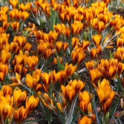 Crocus 'Orange Monarch' -UK Garden Plants Sales 2024 crocus orange monarch 2