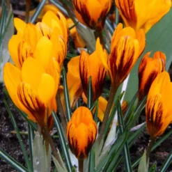 Crocus 'Orange Monarch' -UK Garden Plants Sales 2024 crocus orange monarch 3