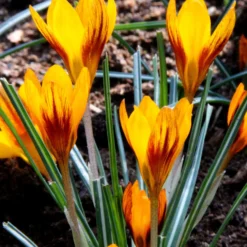 Crocus 'Orange Monarch' -UK Garden Plants Sales 2024 crocus orange monarch 4
