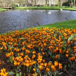 Crocus 'Orange Monarch' -UK Garden Plants Sales 2024 crocus orange monarch 5