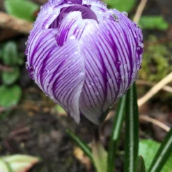 Crocus 'Pickwick' 17 Crocus 'Pickwick' -UK Garden Plants Sales 2024 crocus pickwick 0
