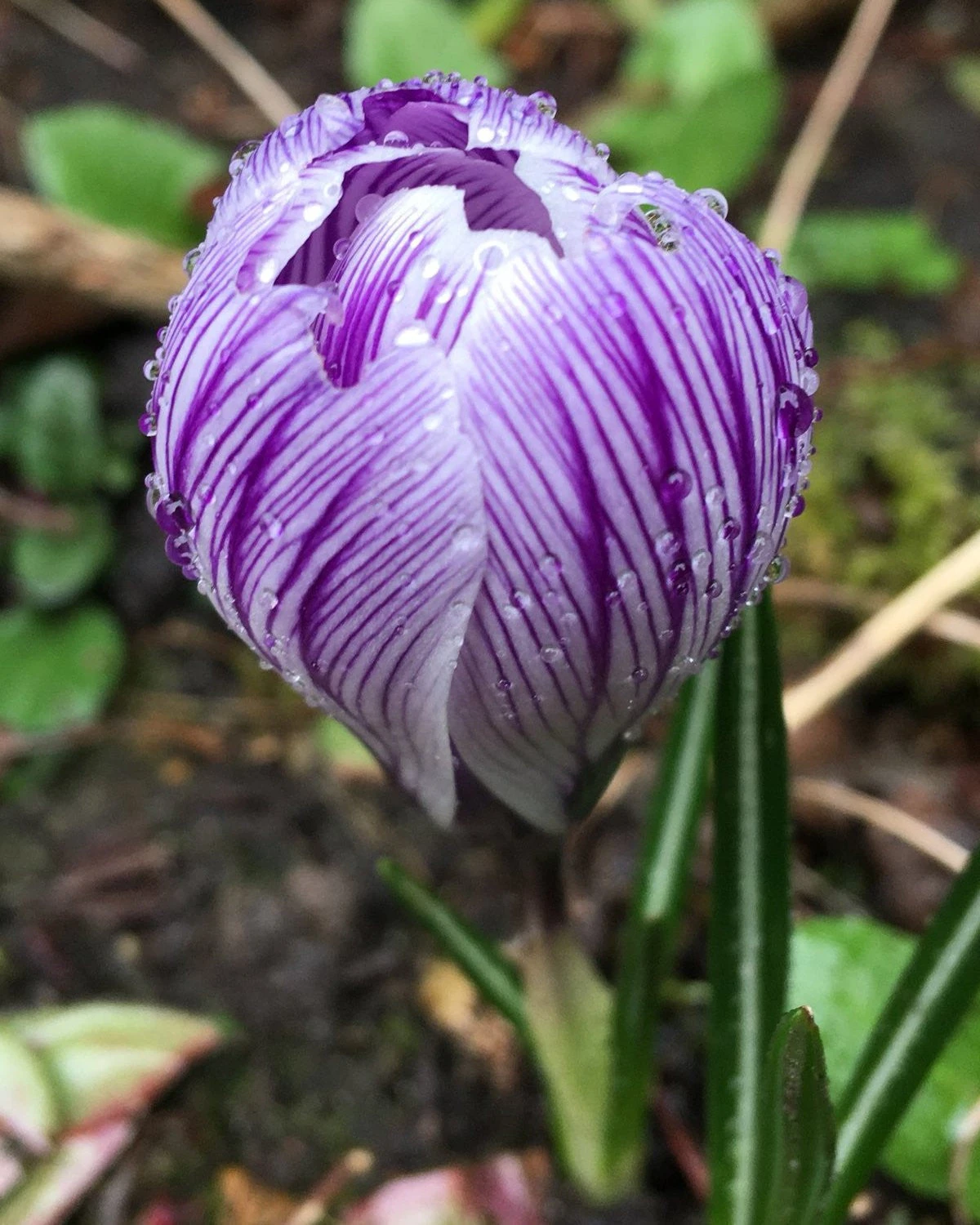 Crocus 'Pickwick' 10 Crocus 'Pickwick' - Image 8