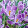 Crocus 'Pickwick' -UK Garden Plants Sales 2024 crocus pickwick 0 52772ddb f1c0 4c9e 8d48 a66e12272307