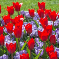 Crocus 'Pickwick' 12 Crocus 'Pickwick' -UK Garden Plants Sales 2024 crocus pickwick 2