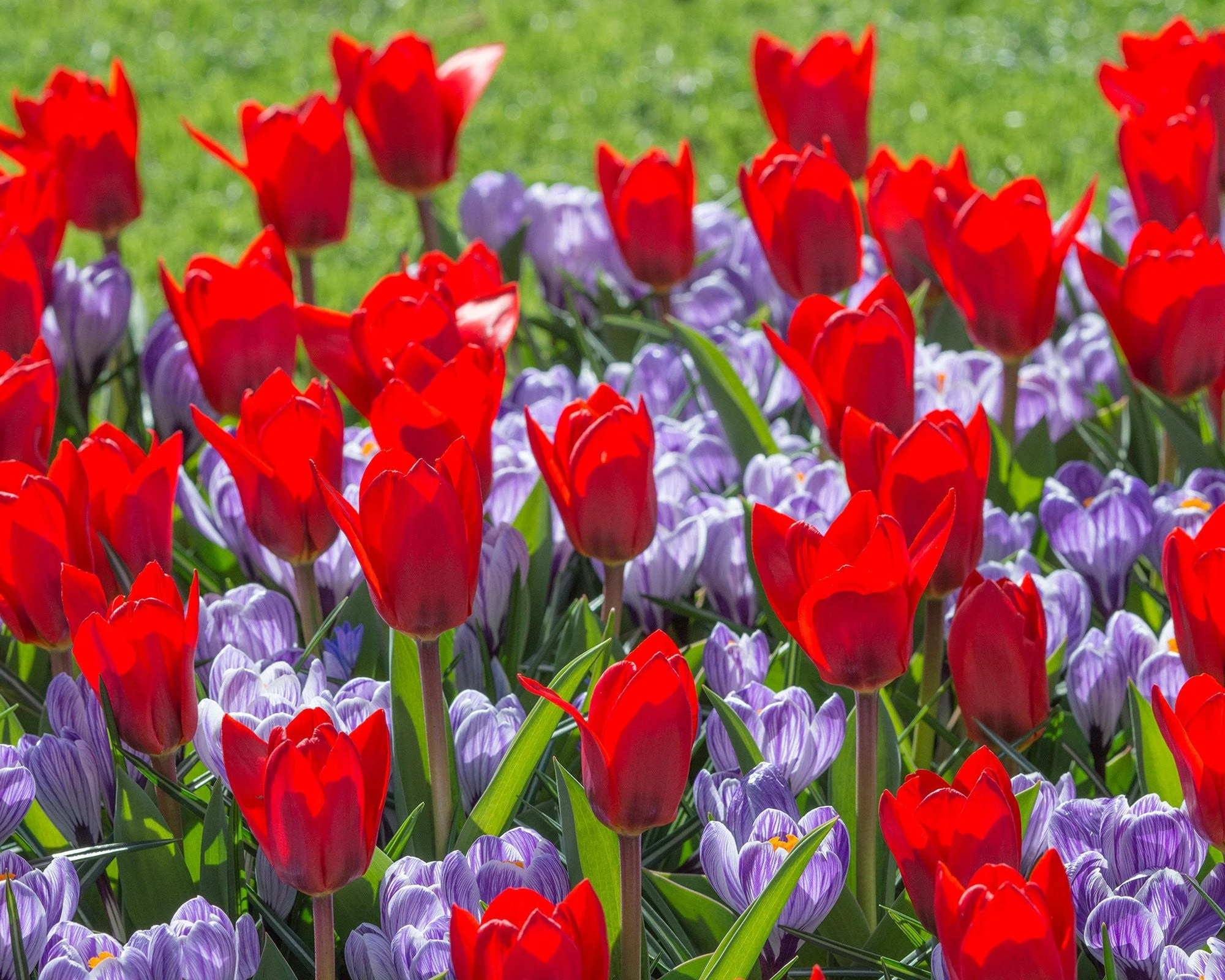 Crocus 'Pickwick' 5 Crocus 'Pickwick' - Image 3