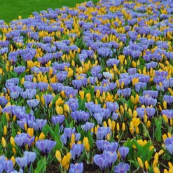 Crocus 'Pickwick' 14 Crocus 'Pickwick' -UK Garden Plants Sales 2024 crocus pickwick 4