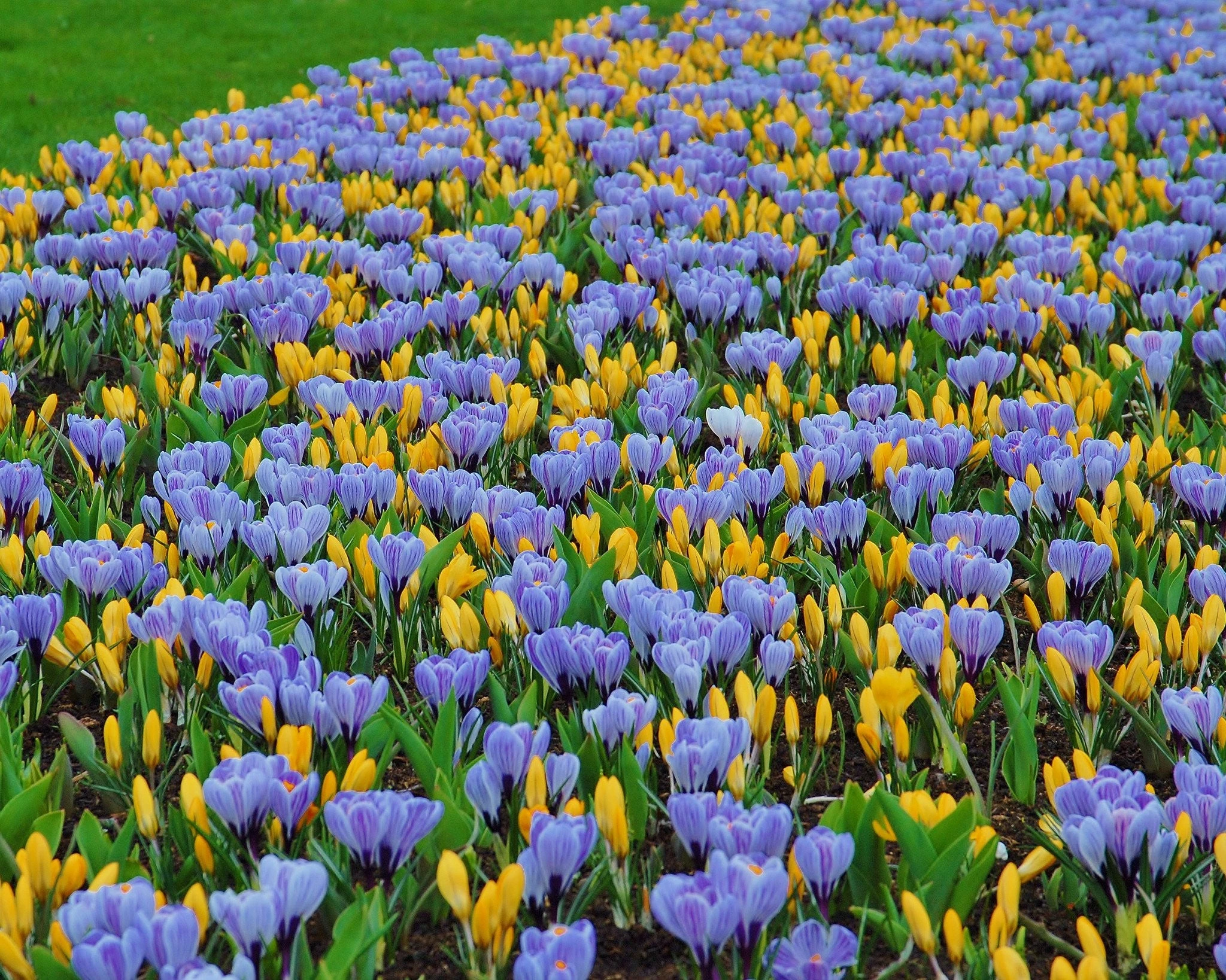 Crocus 'Pickwick' 7 Crocus 'Pickwick' - Image 5