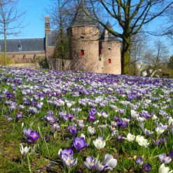 Crocus 'Pickwick' 16 Crocus 'Pickwick' -UK Garden Plants Sales 2024 crocus pickwick 5