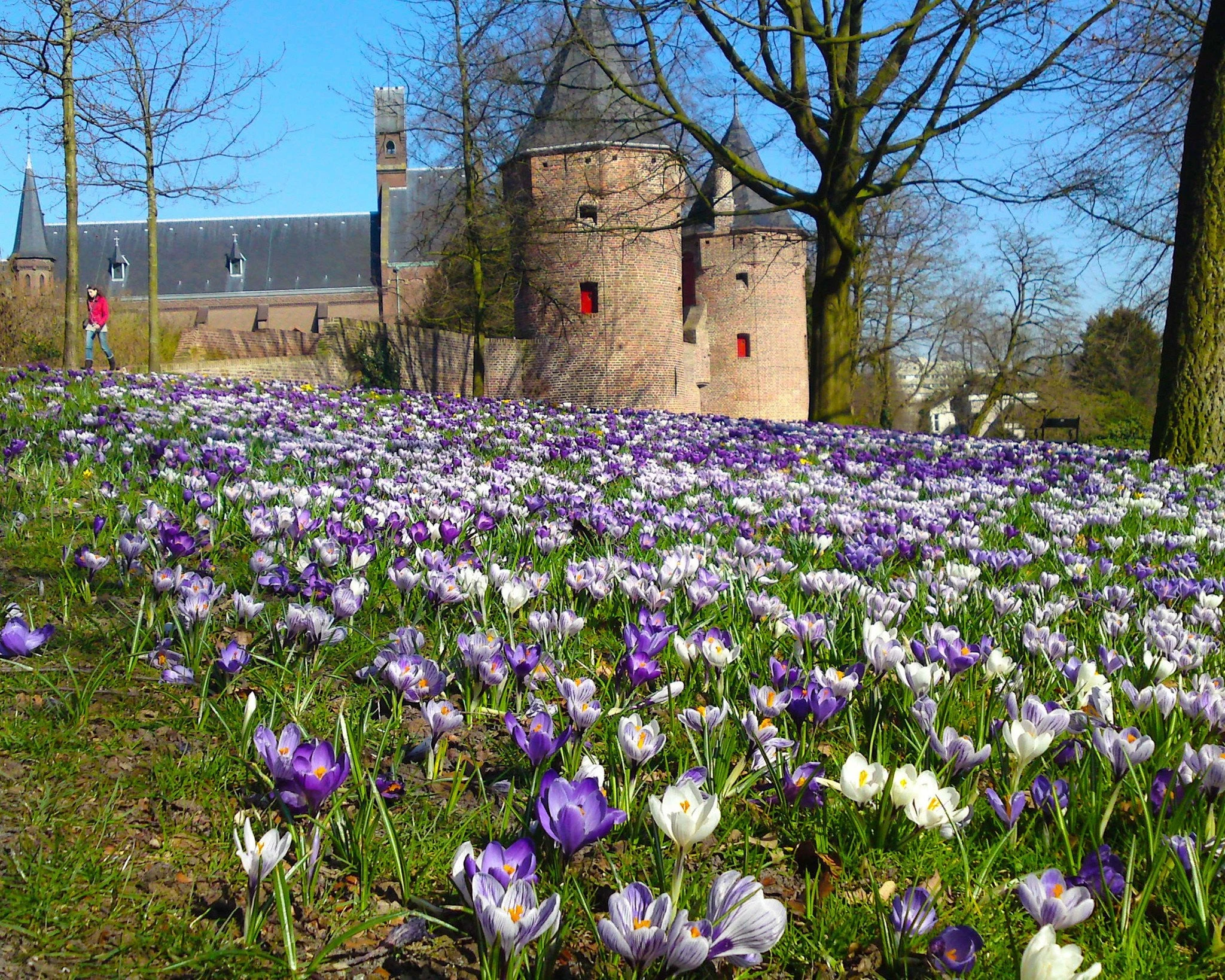 Crocus 'Pickwick' 9 Crocus 'Pickwick' - Image 7