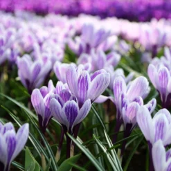 Crocus 'Pickwick' 13 Crocus 'Pickwick' -UK Garden Plants Sales 2024 crocus pickwick 7