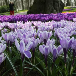 Crocus 'Pickwick' 15 Crocus 'Pickwick' -UK Garden Plants Sales 2024 crocus pickwick 8