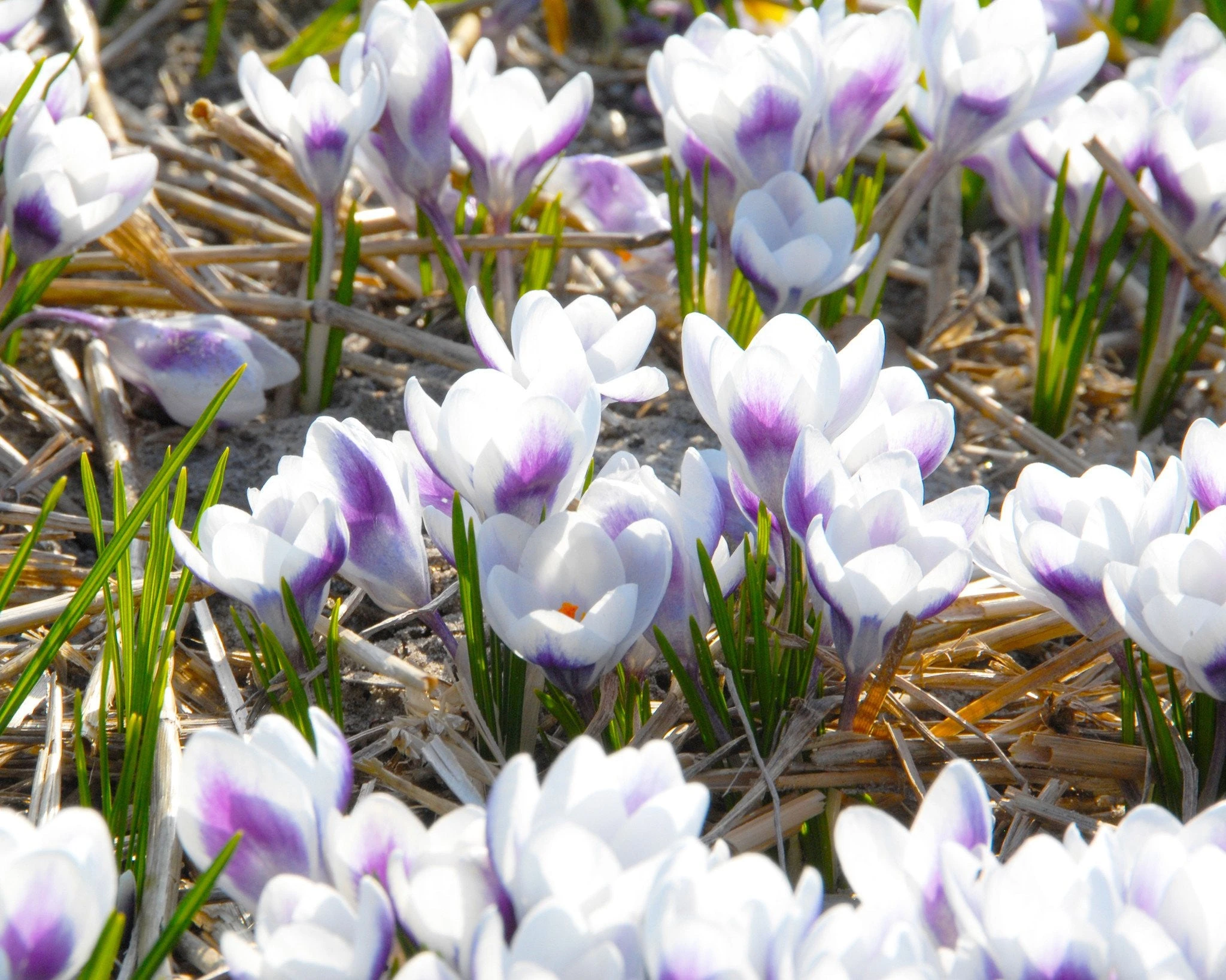 Crocus 'Prins Claus' 4 Crocus 'Prins Claus' - Image 2