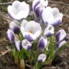 Crocus 'Prins Claus' -UK Garden Plants Sales 2024 crocus prins claus 0