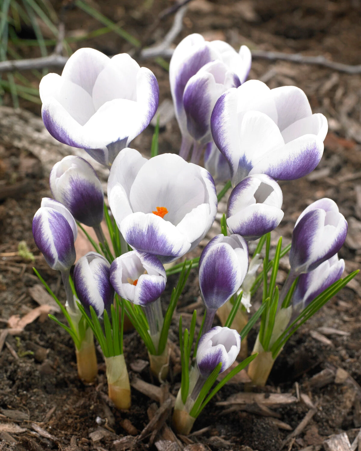 Crocus 'Prins Claus' 3 Crocus 'Prins Claus'