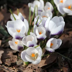 Crocus 'Prins Claus' 11 Crocus 'Prins Claus' -UK Garden Plants Sales 2024 crocus prins claus 1 scaled