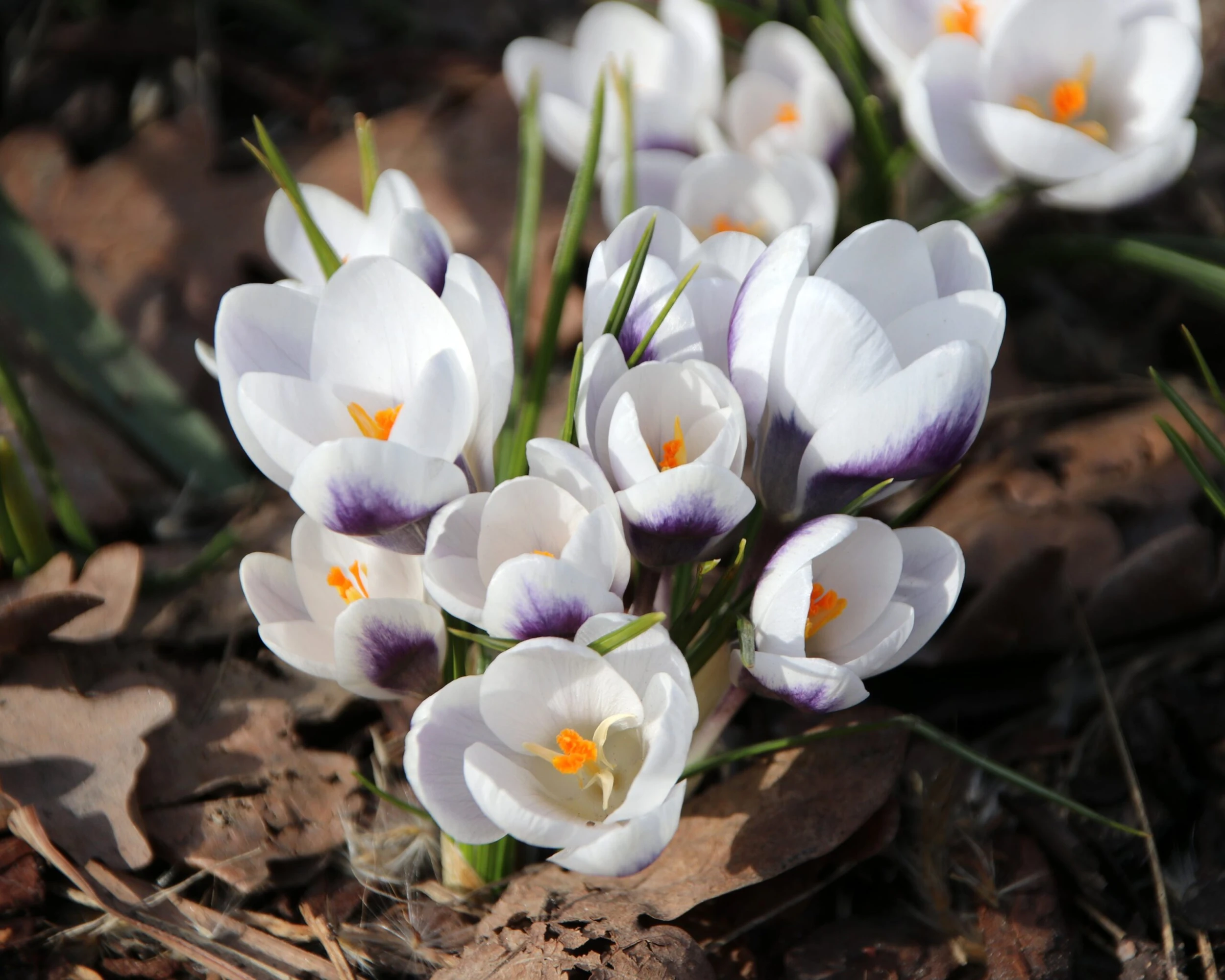 Crocus 'Prins Claus' 5 Crocus 'Prins Claus' - Image 3