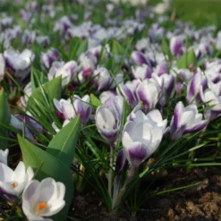Crocus 'Prins Claus' 12 Crocus 'Prins Claus' -UK Garden Plants Sales 2024 crocus prins claus 2 scaled