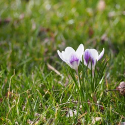 Crocus 'Prins Claus' 13 Crocus 'Prins Claus' -UK Garden Plants Sales 2024 crocus prins claus 3 scaled