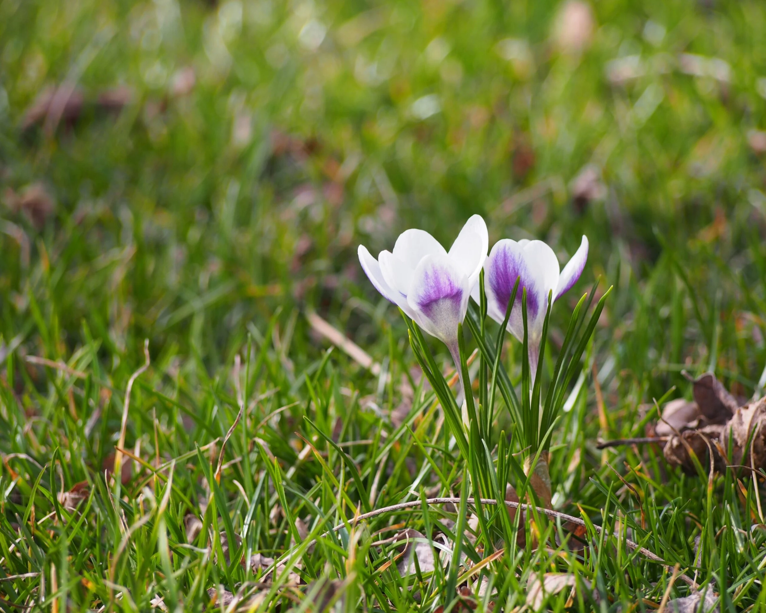 Crocus 'Prins Claus' 7 Crocus 'Prins Claus' - Image 5