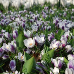 Crocus 'Prins Claus' 14 Crocus 'Prins Claus' -UK Garden Plants Sales 2024 crocus prins claus 4 scaled