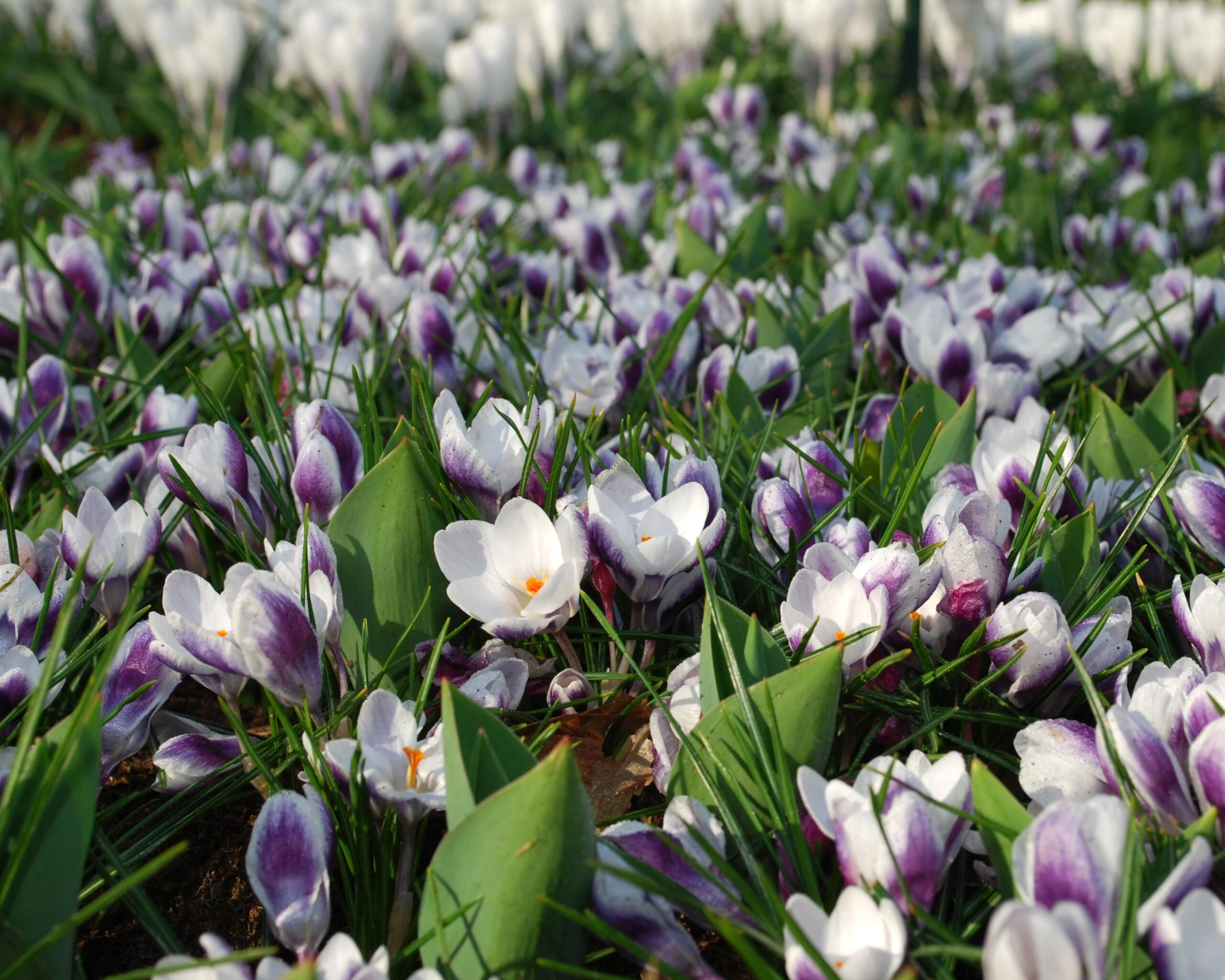 Crocus 'Prins Claus' 8 Crocus 'Prins Claus' - Image 6