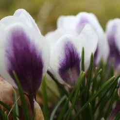 Crocus 'Prins Claus' 15 Crocus 'Prins Claus' -UK Garden Plants Sales 2024 crocus prins claus 5 scaled