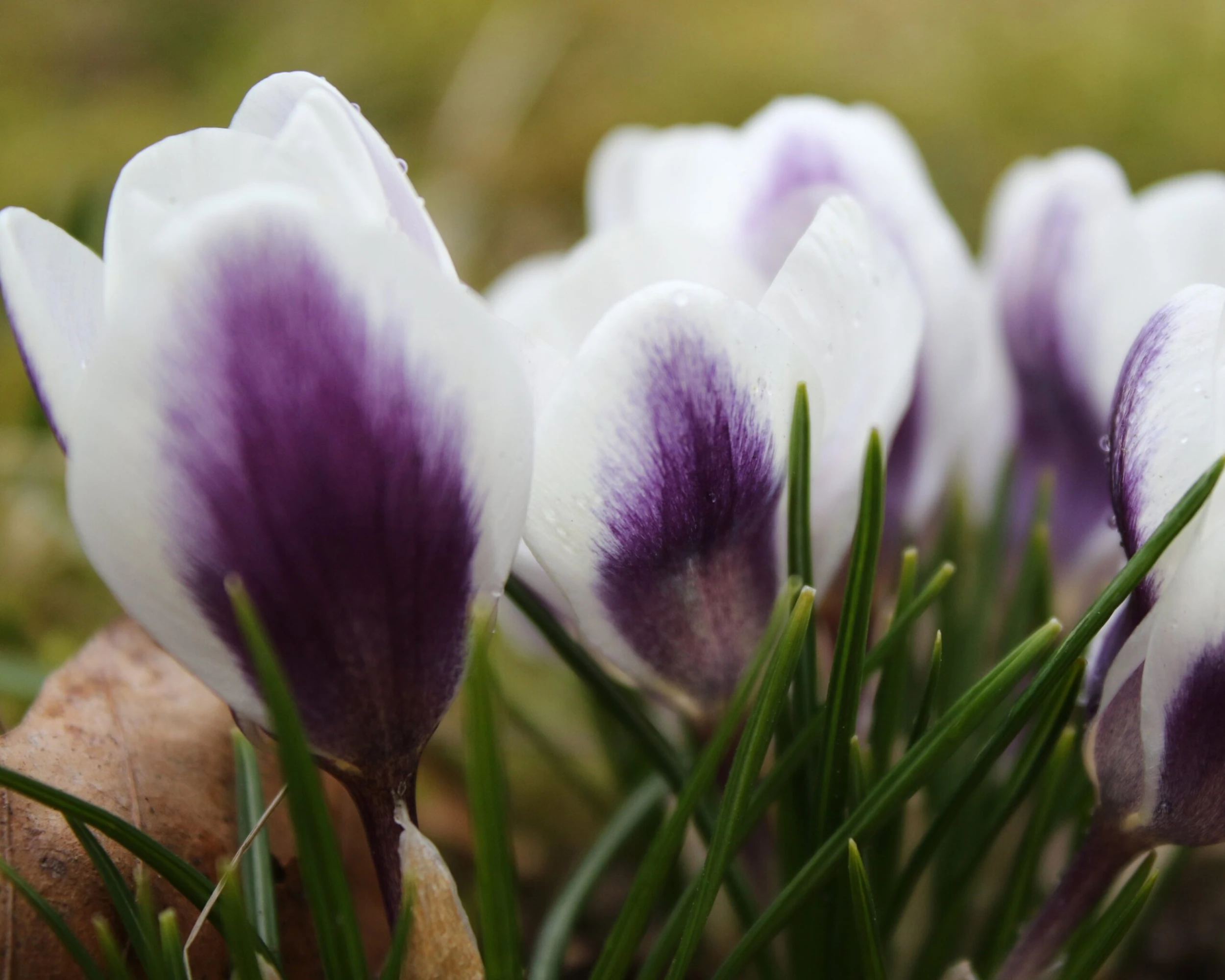 Crocus 'Prins Claus' 9 Crocus 'Prins Claus' - Image 7