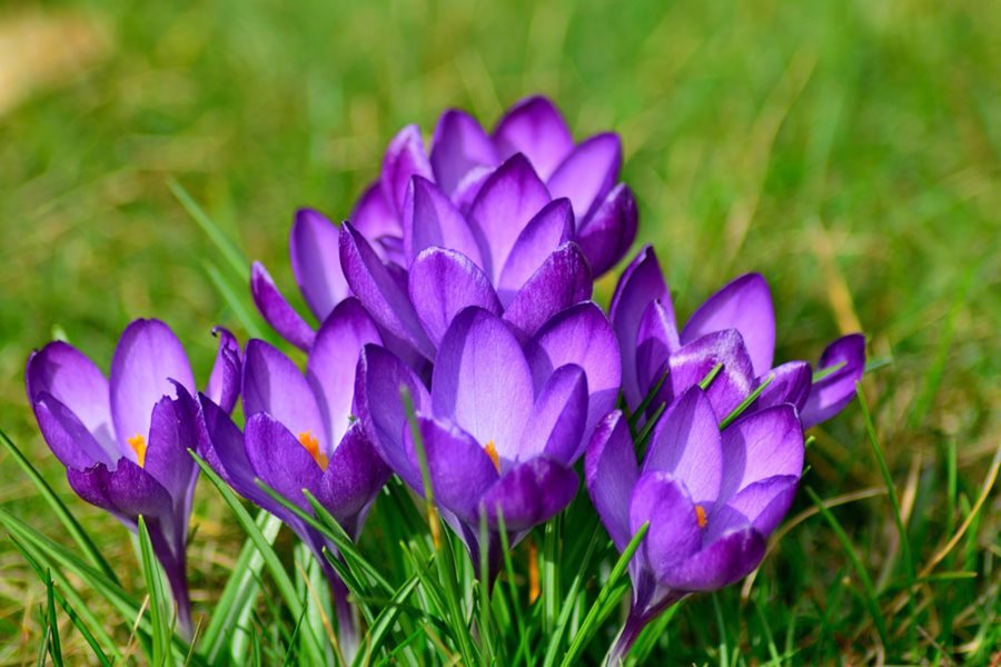 Front Page -UK Garden Plants Sales 2024 crocus purple flower