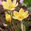 Crocus 'Romance' -UK Garden Plants Sales 2024 crocus romance 0