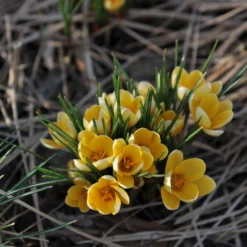 Crocus 'Romance' -UK Garden Plants Sales 2024 crocus romance 1 341efd5a 401b 4d9e bed1 3b78acbc9c4c scaled