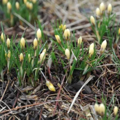 Crocus 'Romance' -UK Garden Plants Sales 2024 crocus romance 2 c01c95cb 6d87 4ff8 b797 7dd0f47ec478 scaled