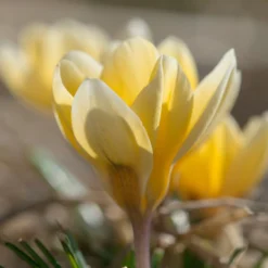 Crocus 'Romance' -UK Garden Plants Sales 2024 crocus romance 3
