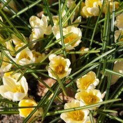 Crocus 'Romance' -UK Garden Plants Sales 2024 crocus romance 3 fea0879a f7cc 46ca b86e d70f805683fe scaled