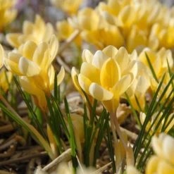 Crocus 'Romance' -UK Garden Plants Sales 2024 crocus romance 4