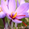 Crocus Sativus 1 Crocus Sativus -UK Garden Plants Sales 2024 crocus sativus 0 scaled