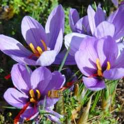 Crocus Sativus -UK Garden Plants Sales 2024 crocus sativus 1