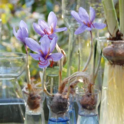 Crocus Sativus -UK Garden Plants Sales 2024 crocus sativus 2