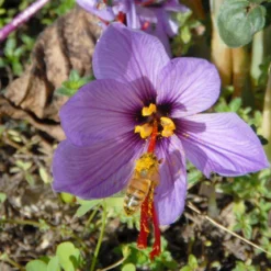 Crocus Sativus -UK Garden Plants Sales 2024 crocus sativus 3