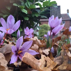 Crocus Sativus -UK Garden Plants Sales 2024 crocus sativus 4