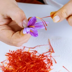 Crocus Sativus -UK Garden Plants Sales 2024 crocus sativus bulbs 0