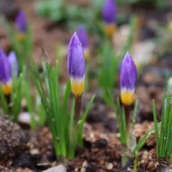 Crocus Sieberi 'Tricolor' -UK Garden Plants Sales 2024 crocus sieberi tricolor 3 scaled