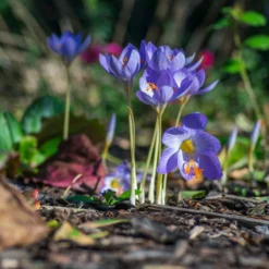 Crocus Speciosus -UK Garden Plants Sales 2024 crocus speciosus 5 scaled